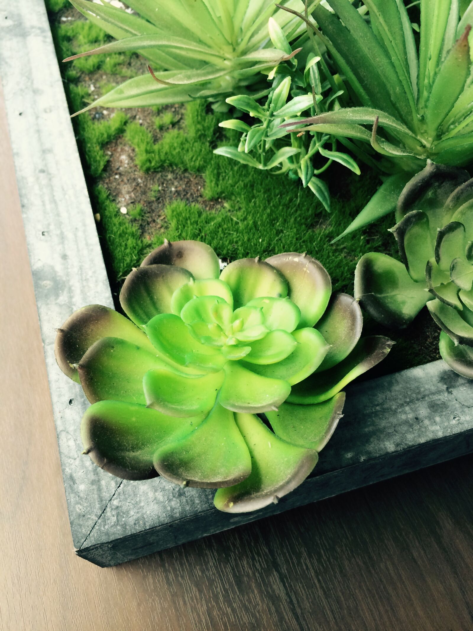 iPhone 5s back camera 4.15mm f/2.2 sample photo. Plant, succulent, succulents photography