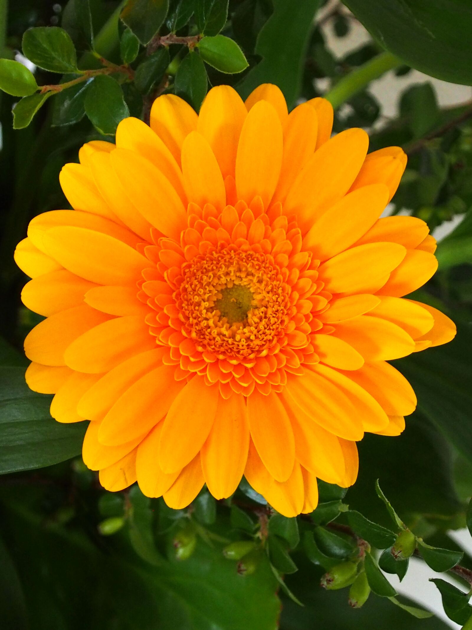 Olympus OM-D E-M5 sample photo. Nature, summer, flower photography
