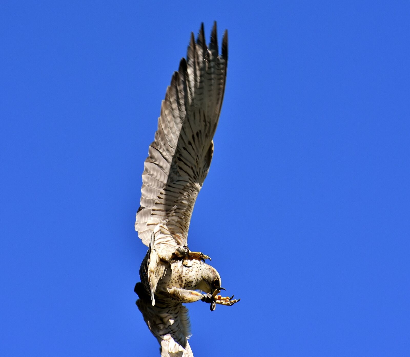 Nikon D7200 sample photo. Falcon, bird of prey photography
