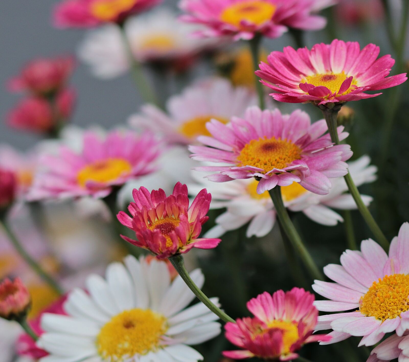 Canon EOS 80D + Canon EF 50mm F1.8 STM sample photo. Nature, plant, flowers photography