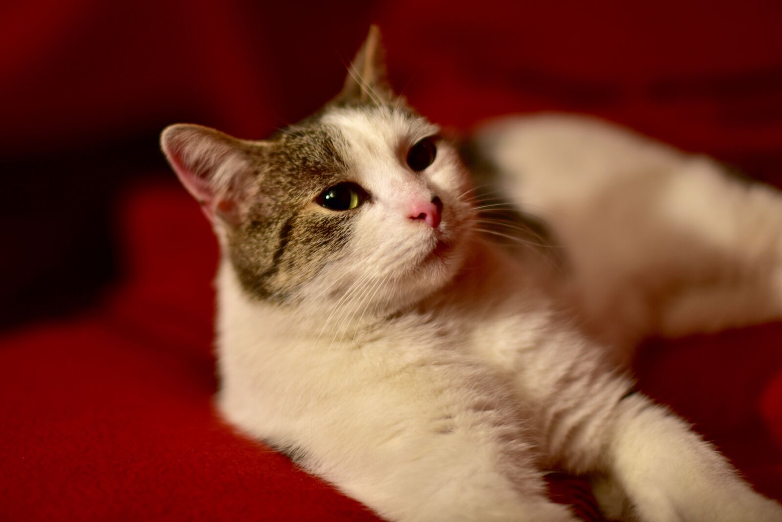 Nikon D750 sample photo. Cat photography