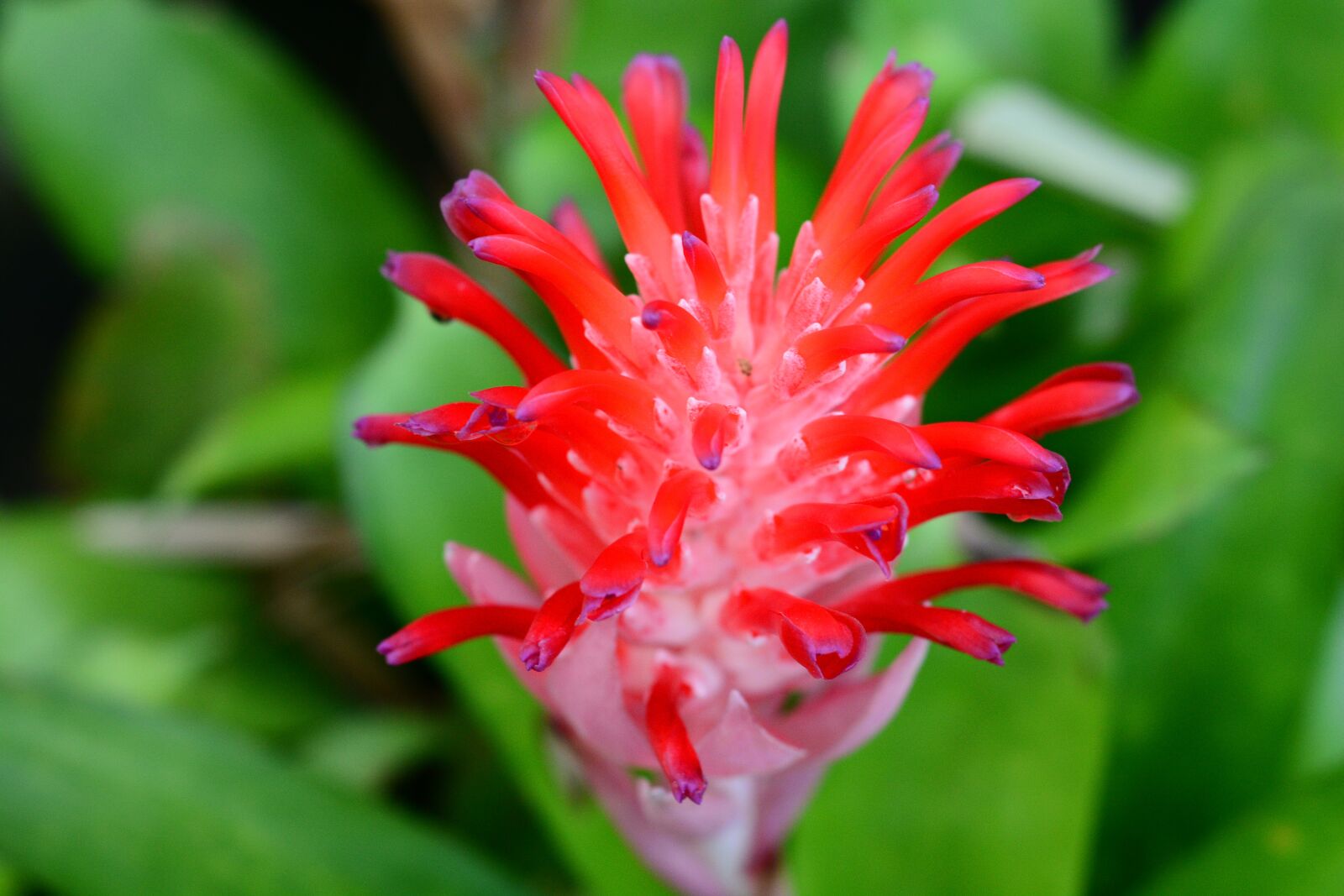 Nikon D7100 sample photo. Flower, summer, pink photography