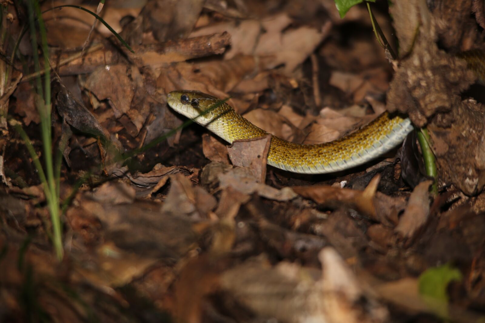 Canon EOS 5D Mark III sample photo. Japan, mt takao, snake photography