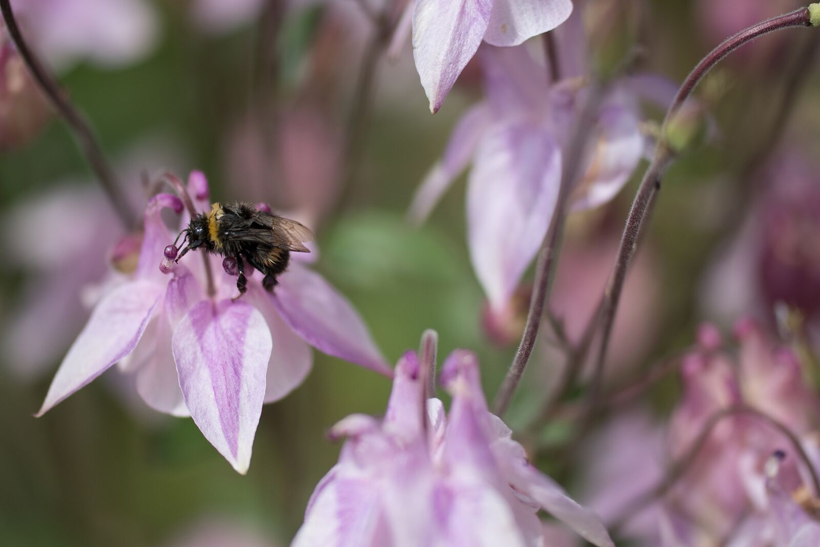 Tamron SP AF 60mm F2 Di II LD IF Macro sample photo. Hummel, blossom, bloom photography