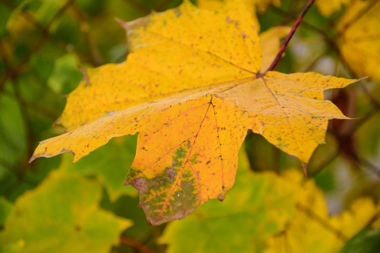 Nikon D3300 sample photo. Leaf, autumn, leaves in photography