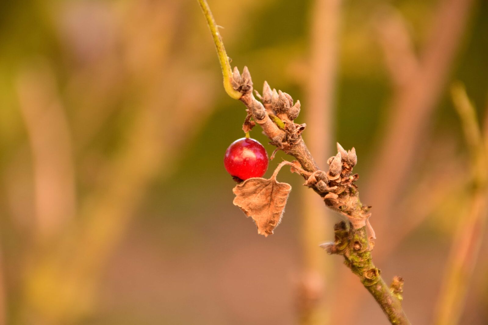 Nikon D3300 sample photo. Nature, leaf, fruit, berry photography