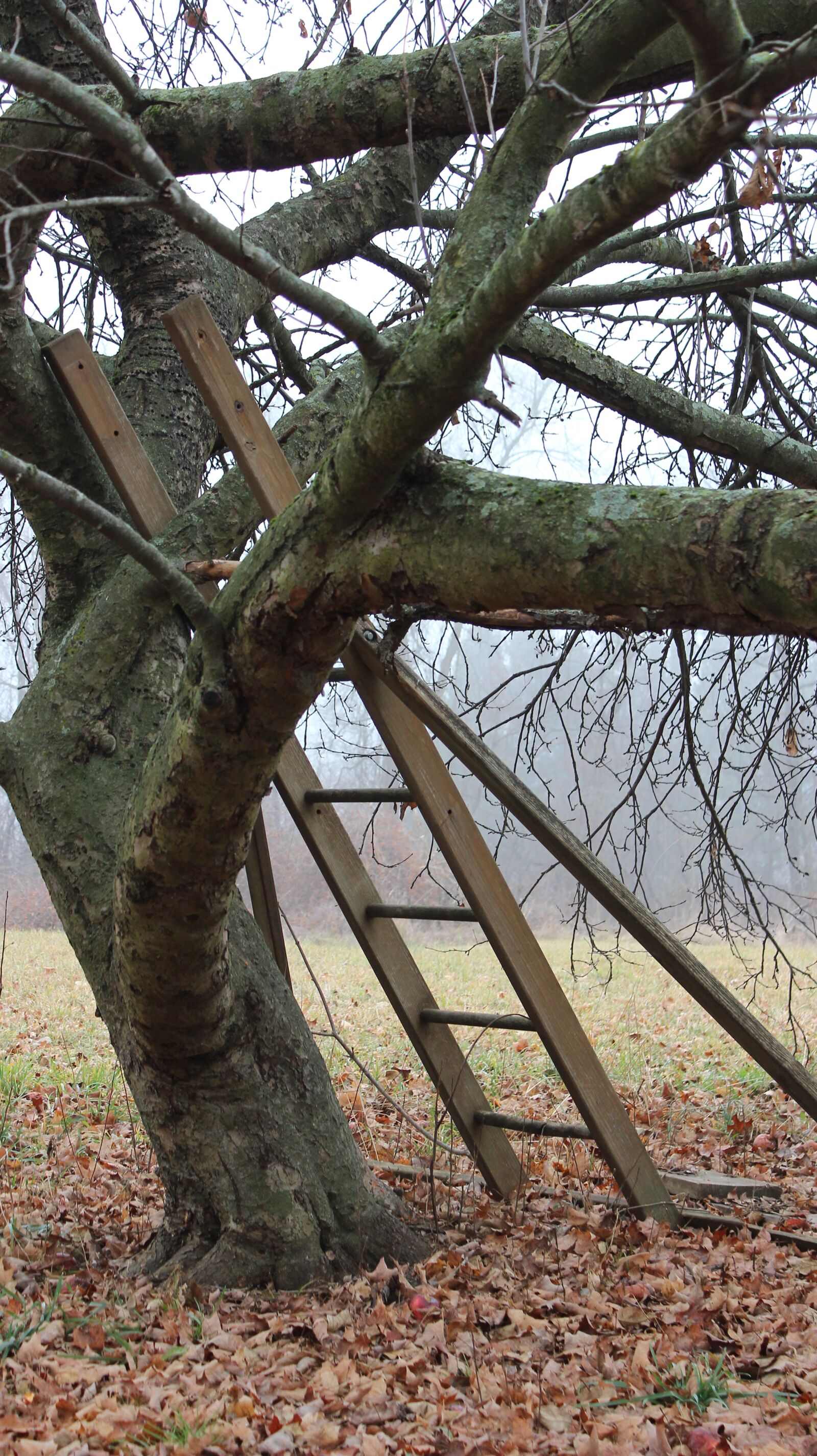 Canon EOS 600D (Rebel EOS T3i / EOS Kiss X5) sample photo. Tree, nature, ladder photography