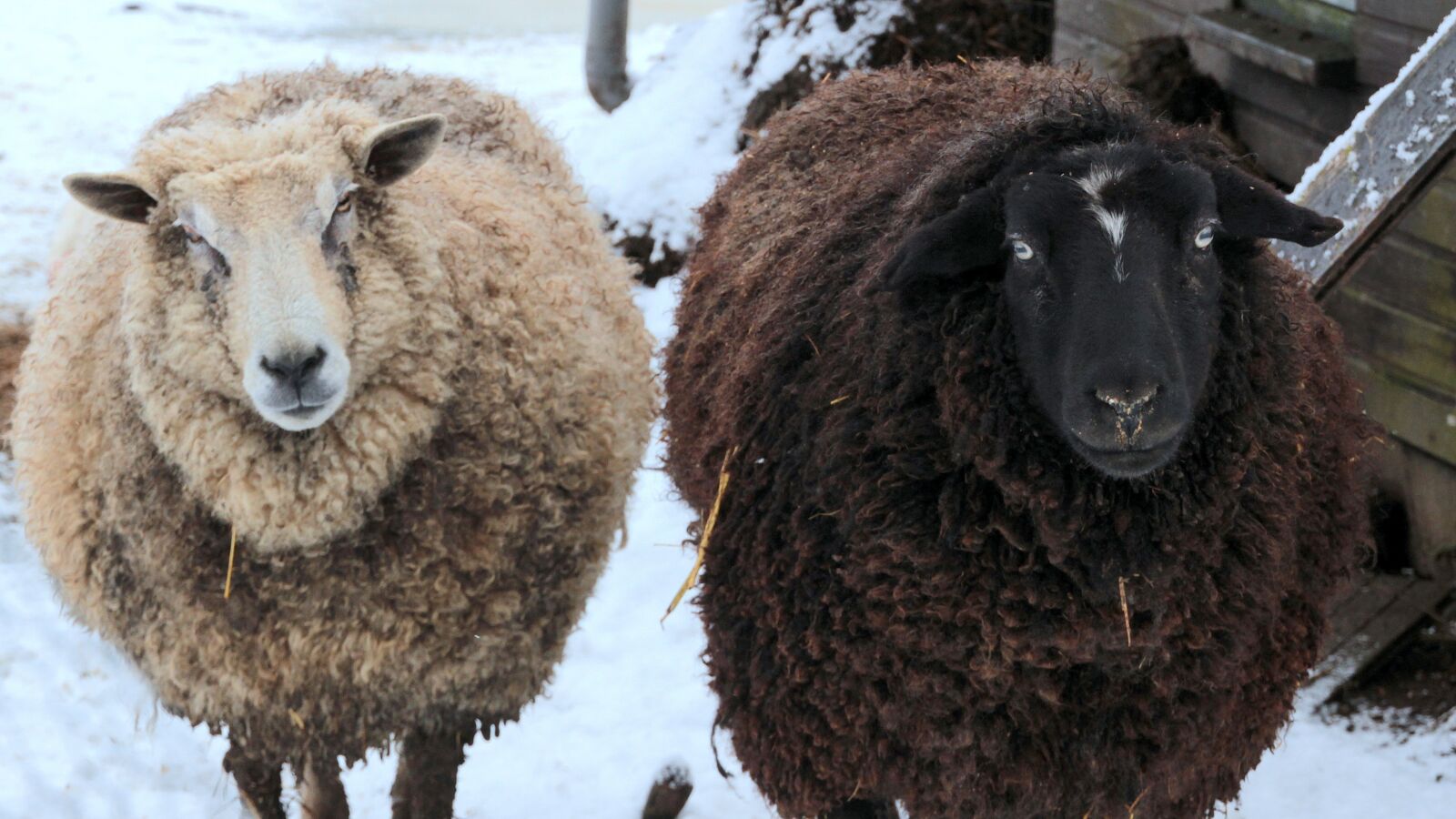 Canon EOS 650D (EOS Rebel T4i / EOS Kiss X6i) sample photo. Sheep, black and white photography