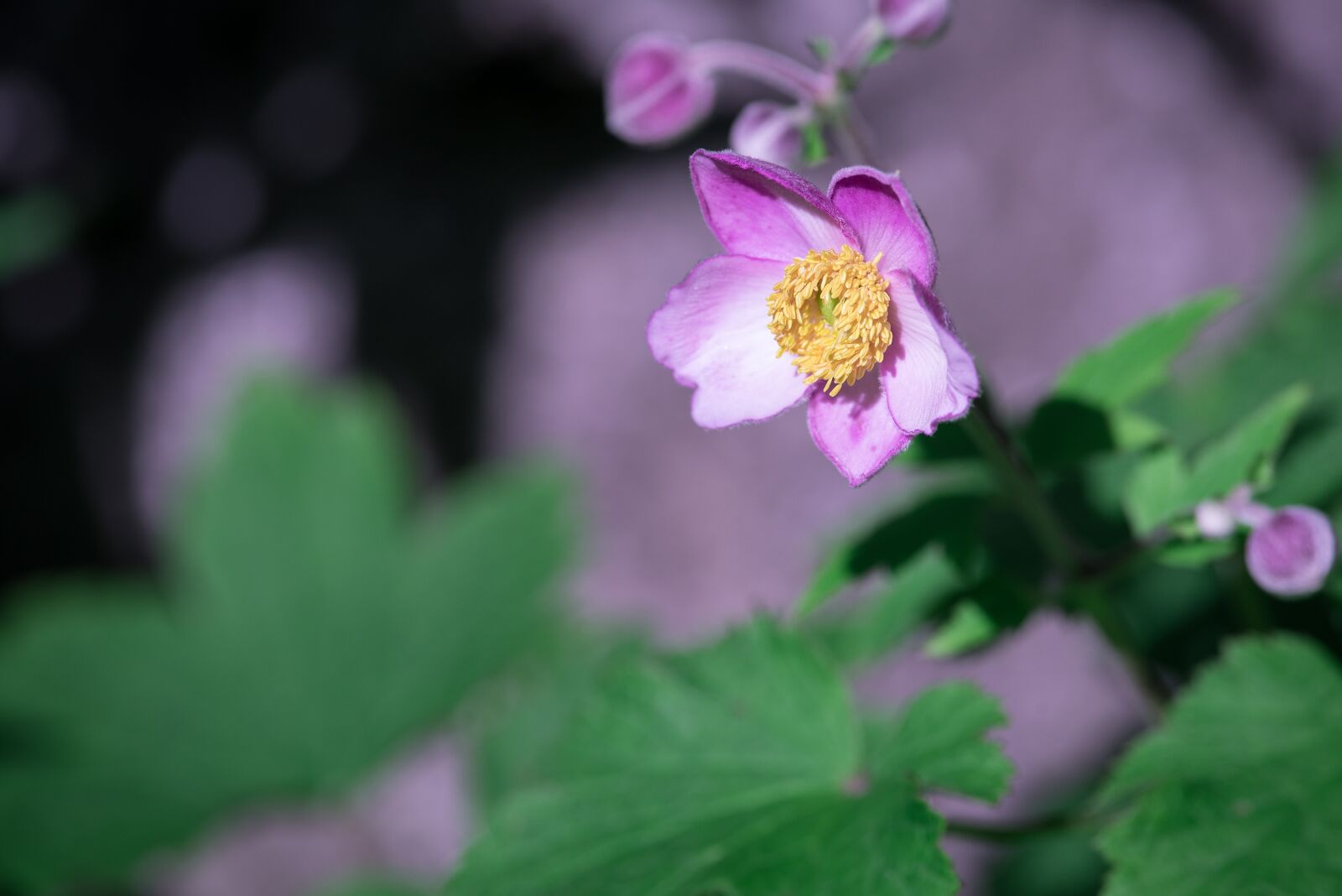 Nikon D750 sample photo. Anemone, fall anemone, blossom photography