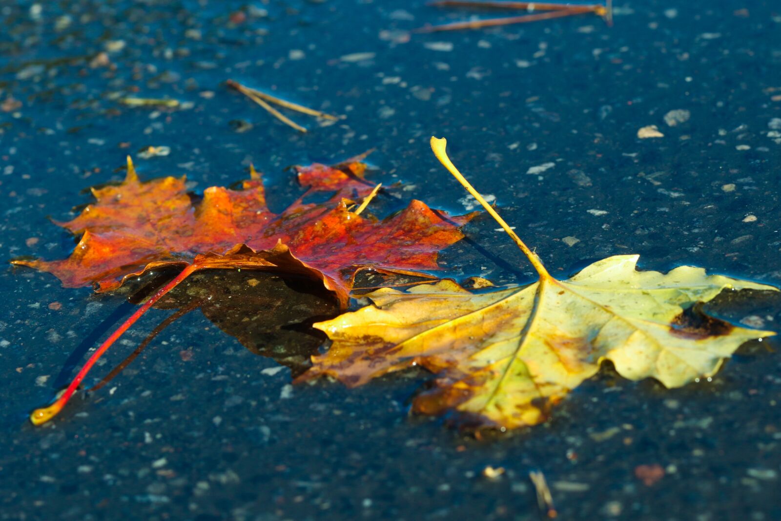 Canon EOS 7D Mark II sample photo. Leaf, autumn leaves, nature photography