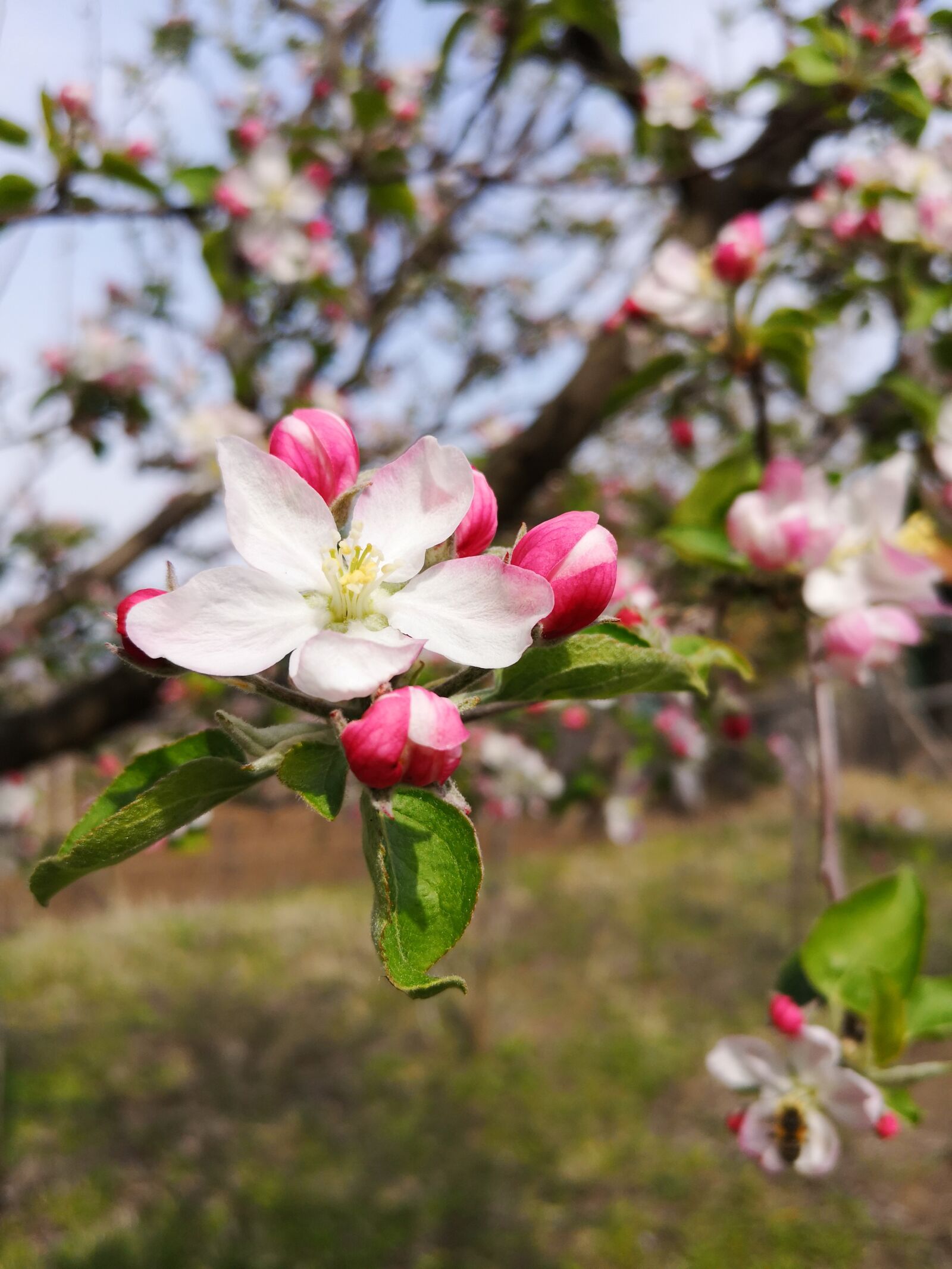 HUAWEI P20 sample photo. Flower, blossom, petals photography