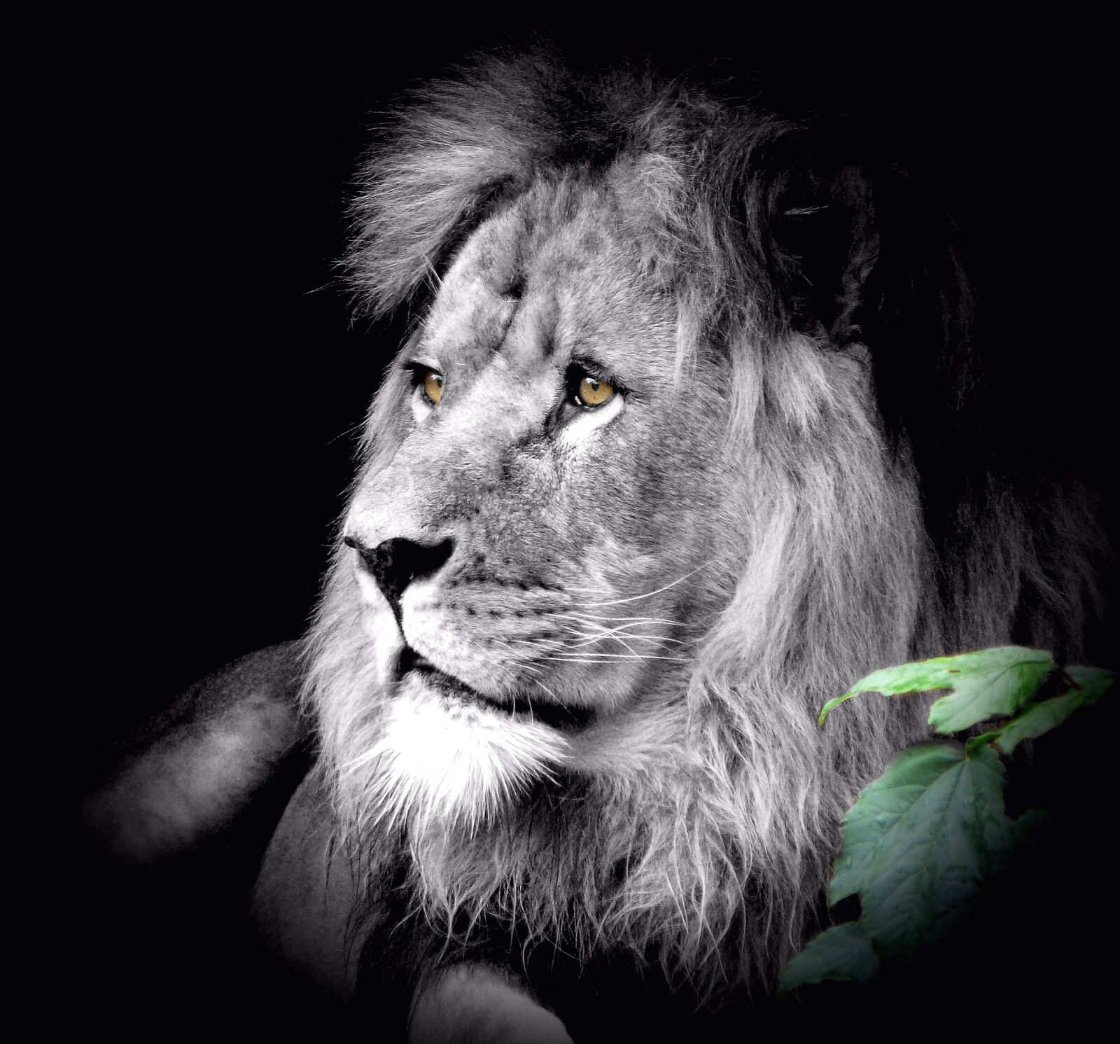 Panasonic DMC-FZ18 sample photo. Animals, lion, big cat photography