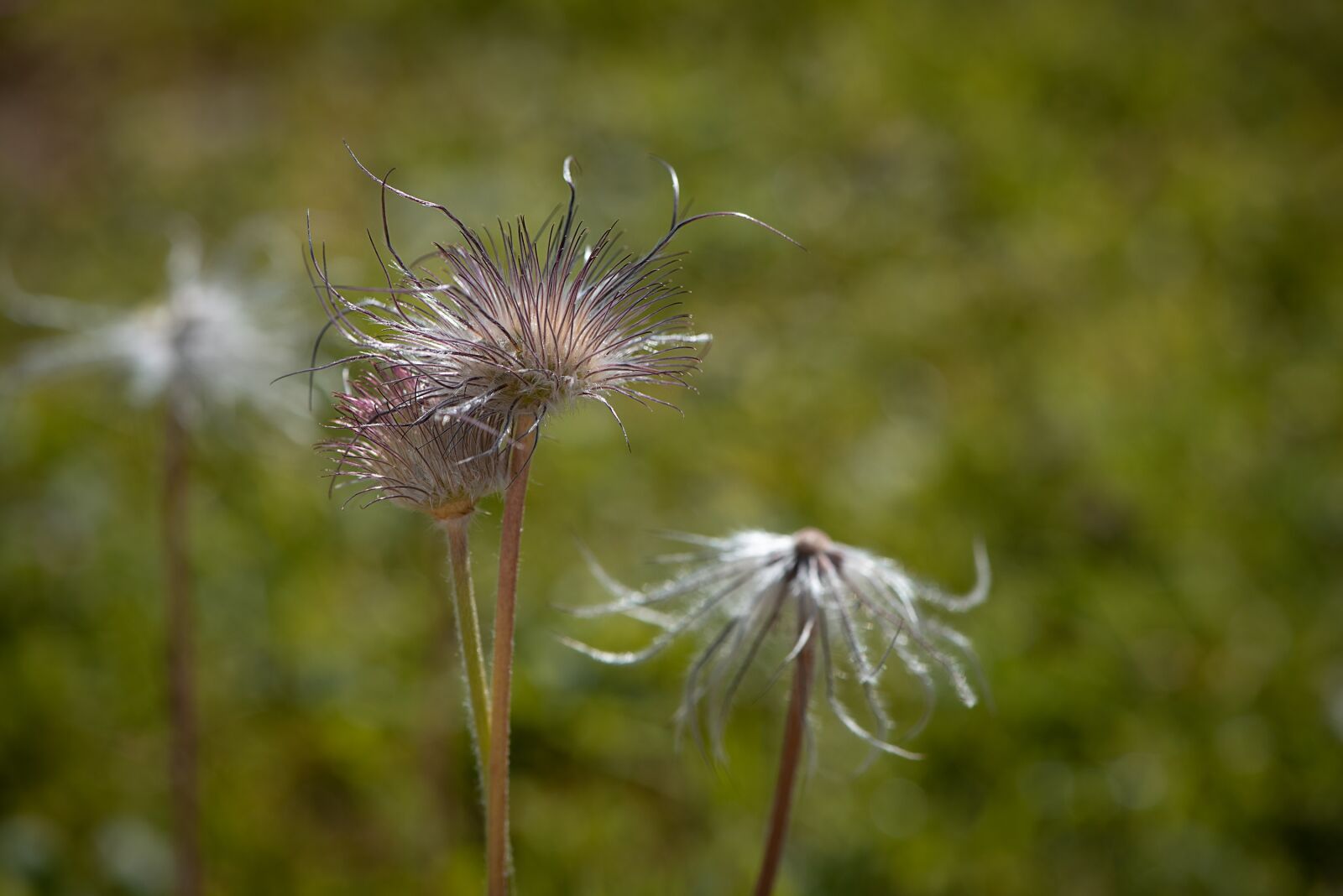 Nikon D750 sample photo. Withered anemone, anemone, faded photography
