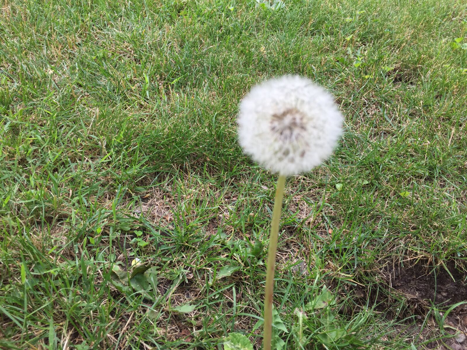 iPhone 6 back camera 4.15mm f/2.2 sample photo. Dandelion photography