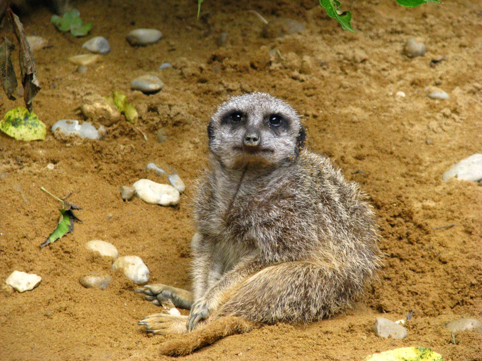Canon POWERSHOT S5 IS sample photo. Meerkat, animal world, sit photography