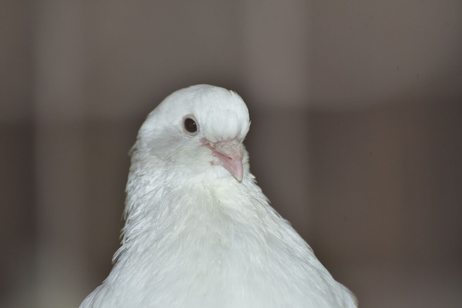 Nikon D750 sample photo. Dove, white, bird photography