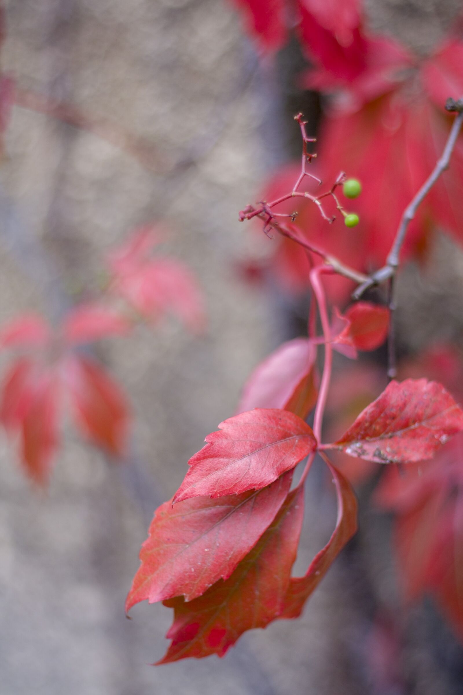 Canon EF 50mm F1.8 II sample photo. Autumn, red, leaves photography