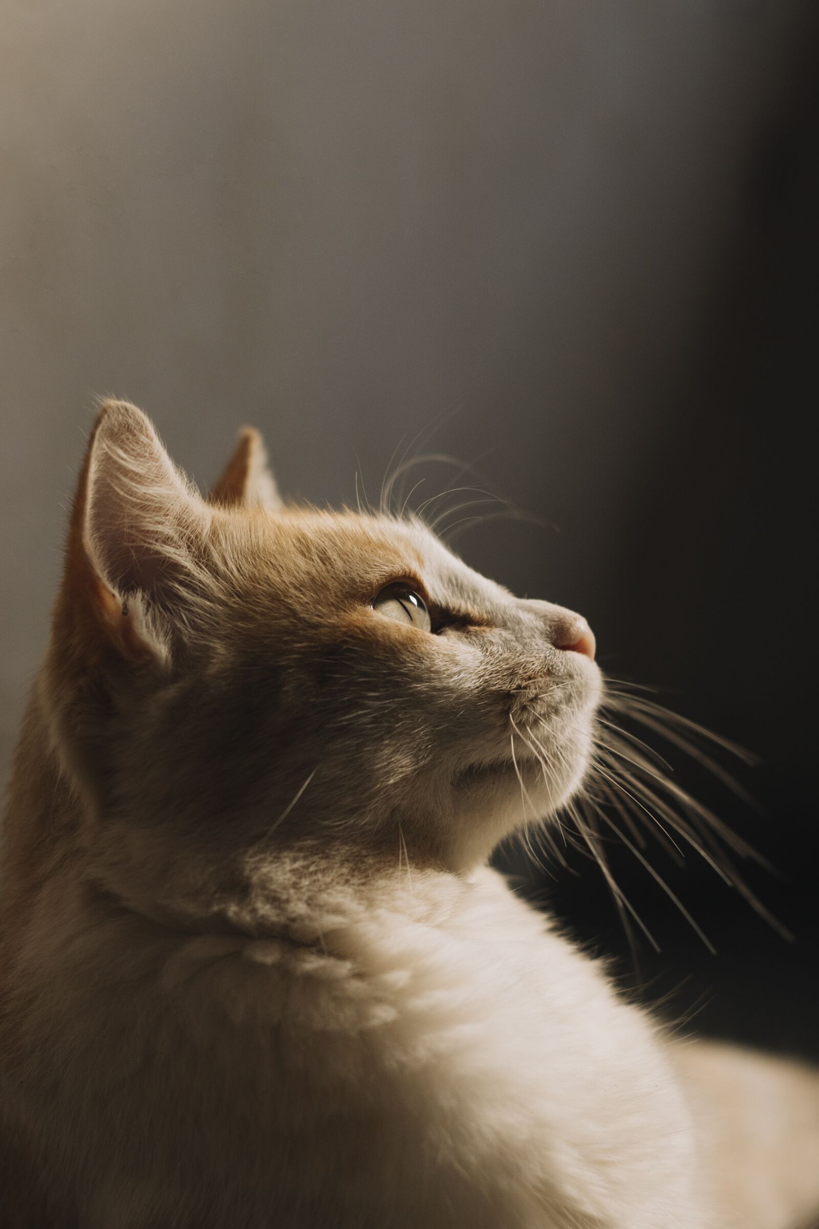 Canon EOS 200D (EOS Rebel SL2 / EOS Kiss X9) sample photo. Cat, animals, eyes photography