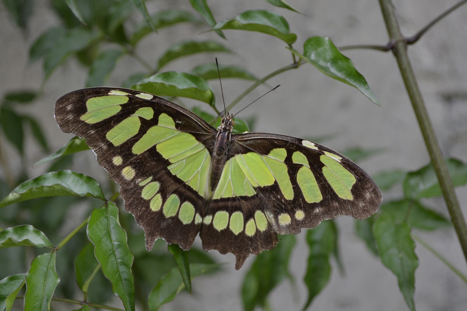 Nikon D3100 sample photo. Butterfly, colorful, wings photography