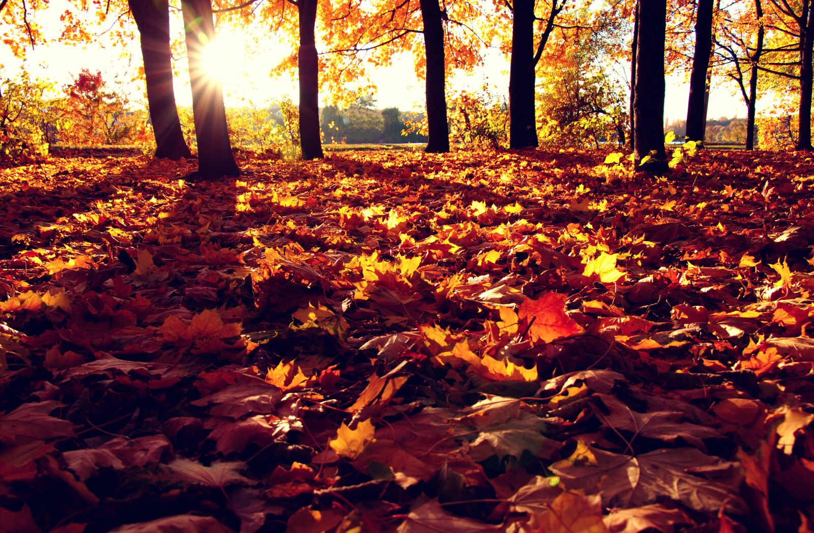 Pentax K-3 sample photo. Autumn, tree, leaf photography