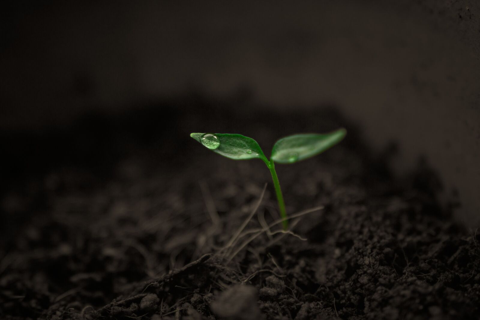 Canon EOS 750D (EOS Rebel T6i / EOS Kiss X8i) sample photo. Green, grow, grow up photography