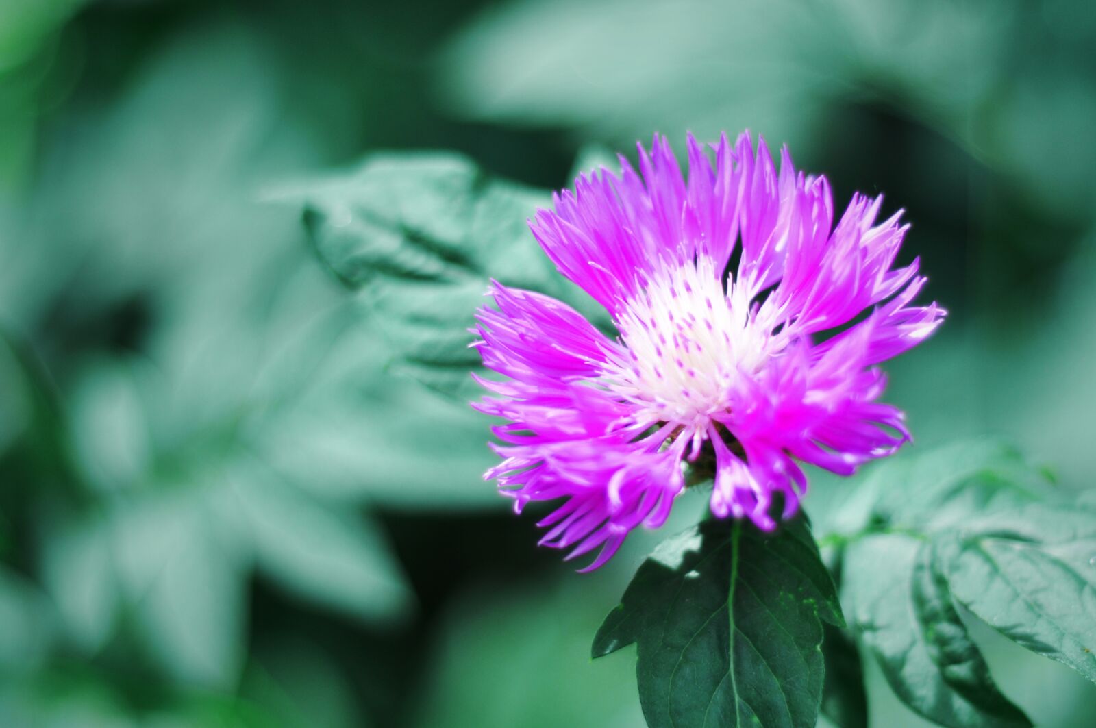 Nikon D90 sample photo. Flower, spring, summer photography