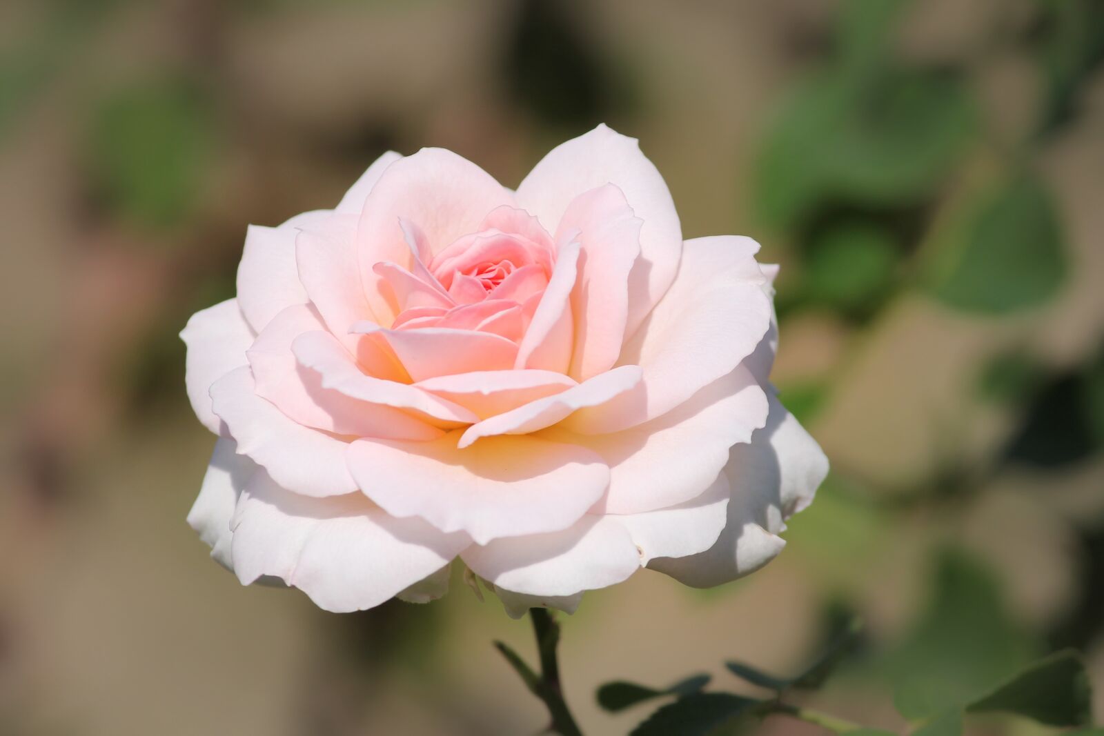 Canon EOS 1100D (EOS Rebel T3 / EOS Kiss X50) sample photo. Rose, pink, white photography