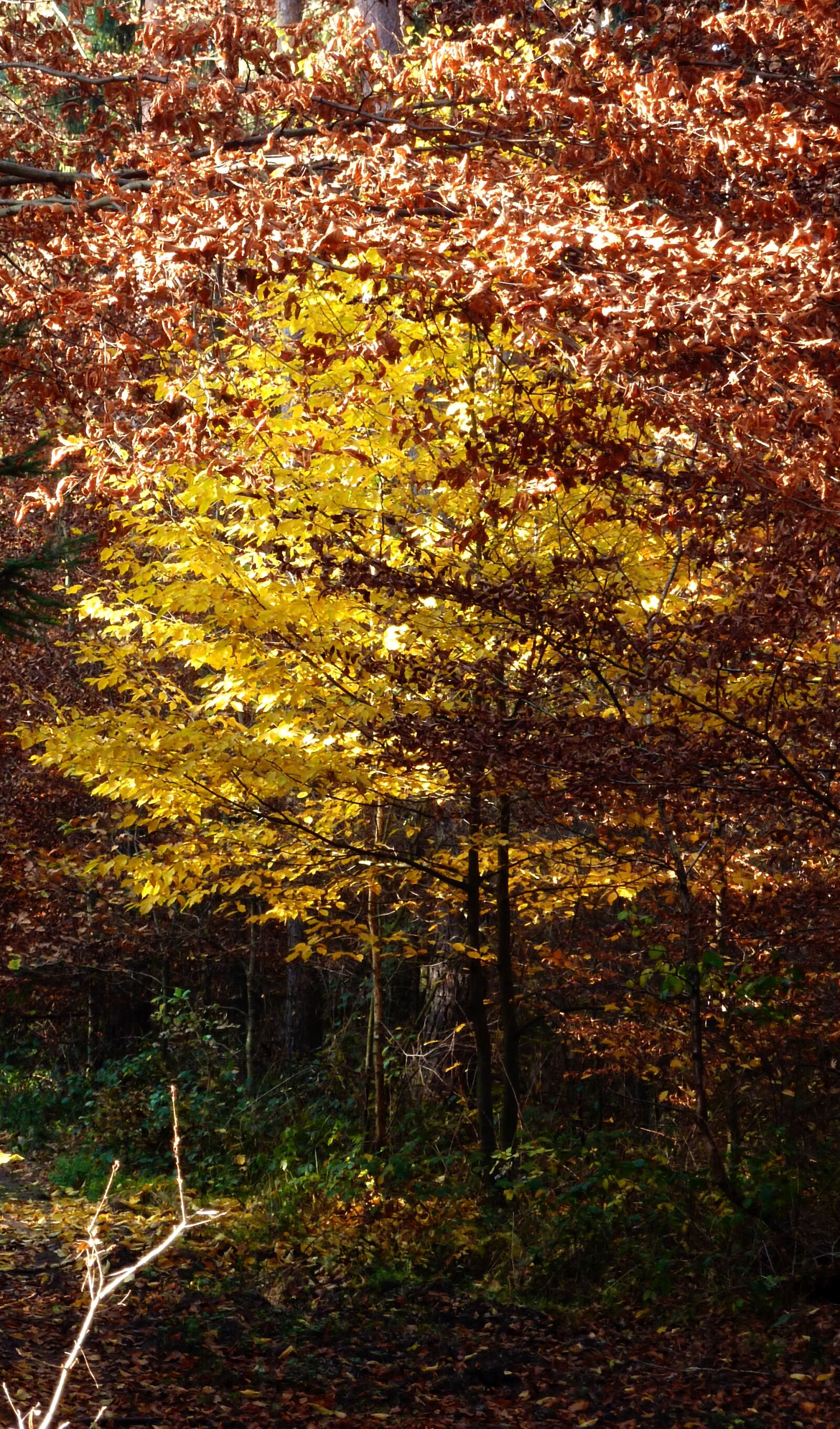 Panasonic DMC-TZ7 sample photo. Autumn, autumn forest, autumn photography