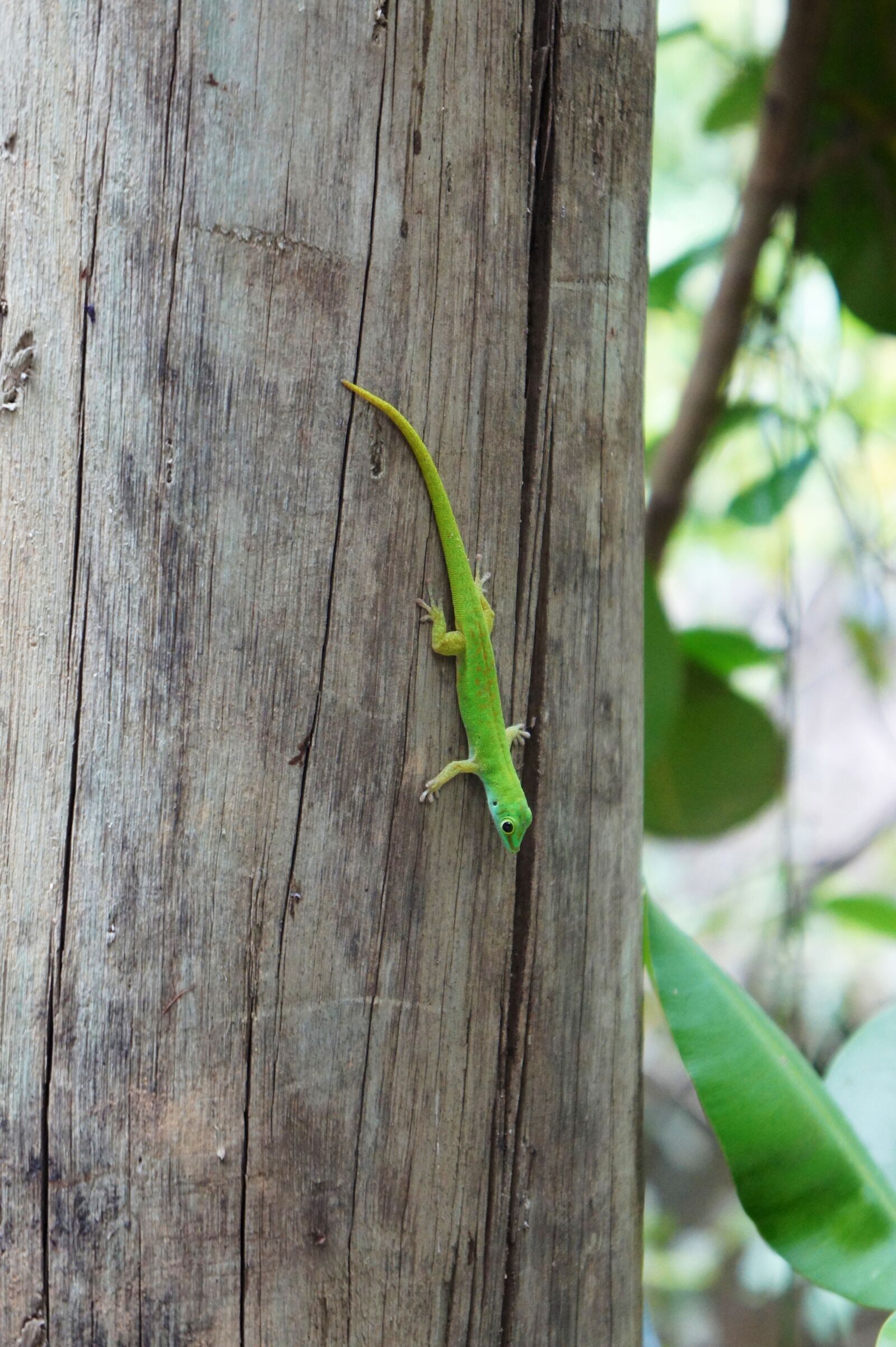 Sony Alpha NEX-5 sample photo. Reptile, plant, cactus photography