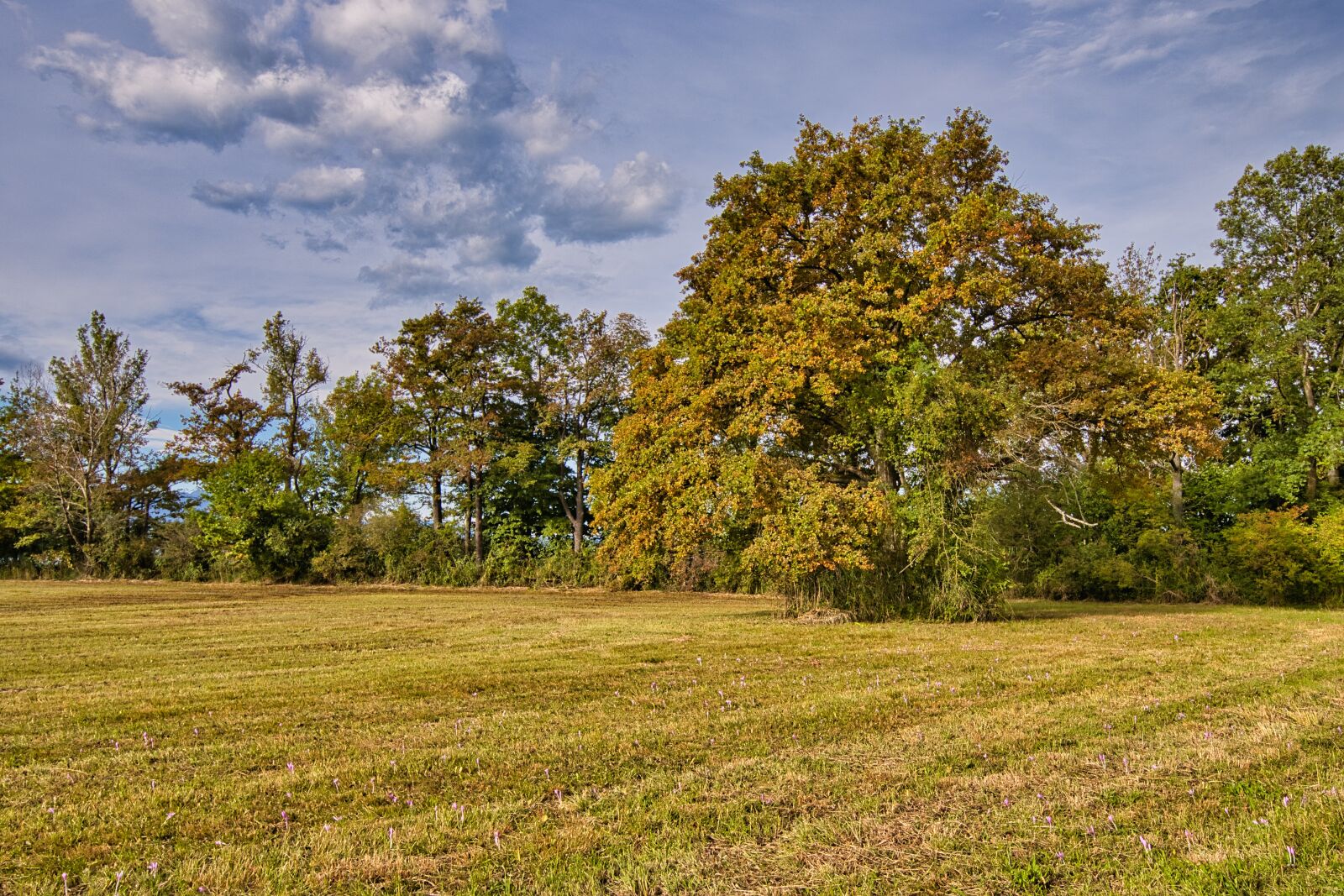 Nikon D7500 sample photo. Trees, meadow, nature photography