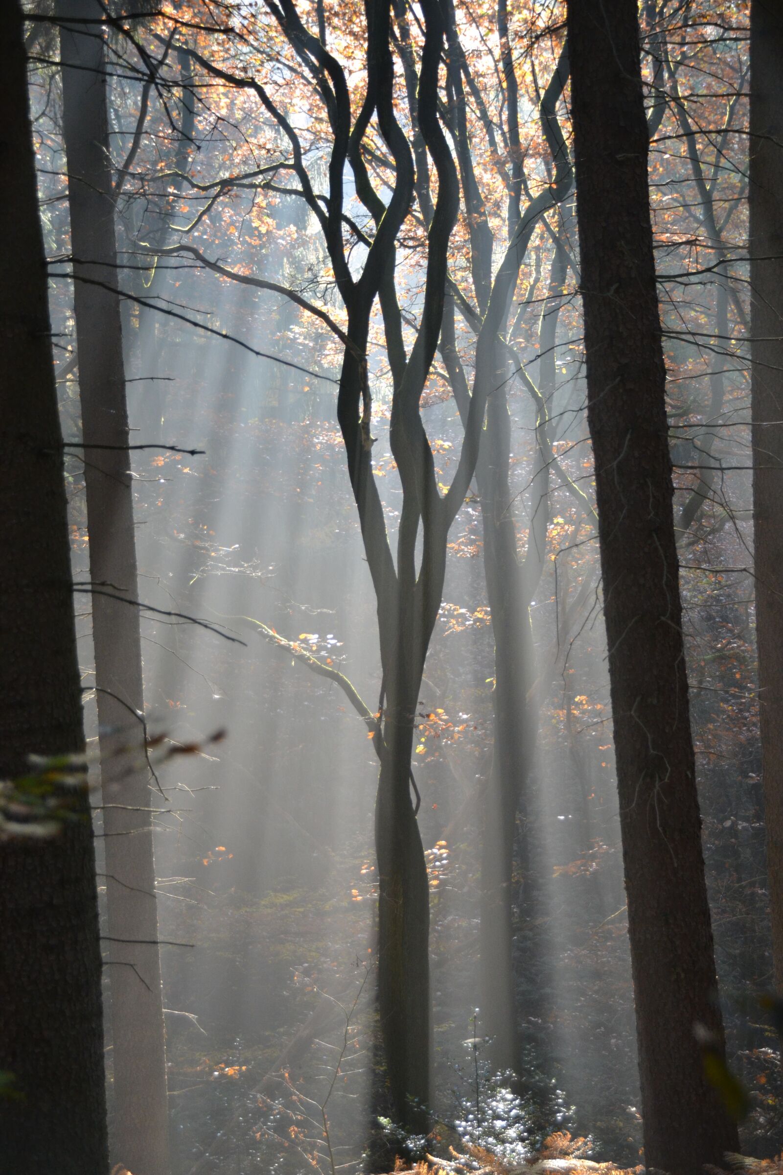 Nikon D3100 sample photo. Forest, fog, trees photography