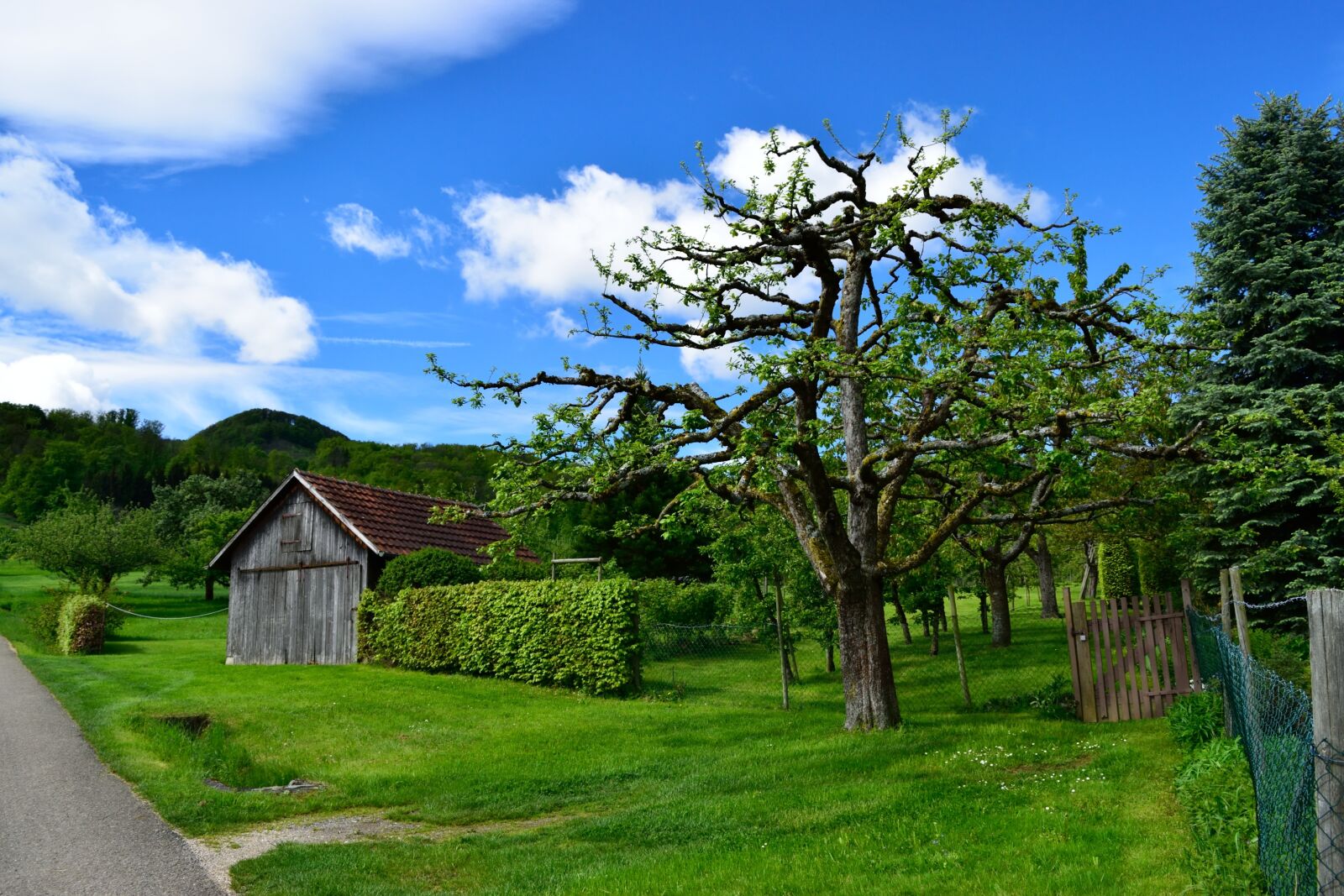 Nikon D3300 sample photo. Wood, lawn, nature photography
