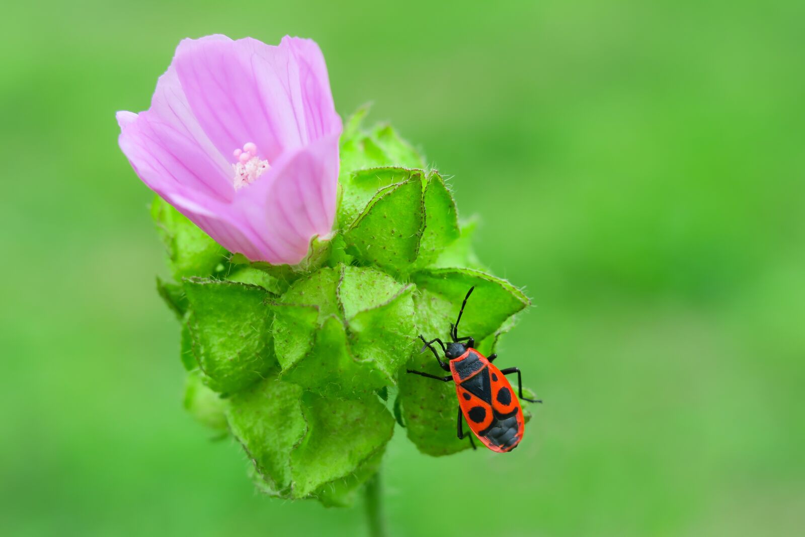 Canon PowerShot G3 X sample photo. Fire bug, musk mallow photography
