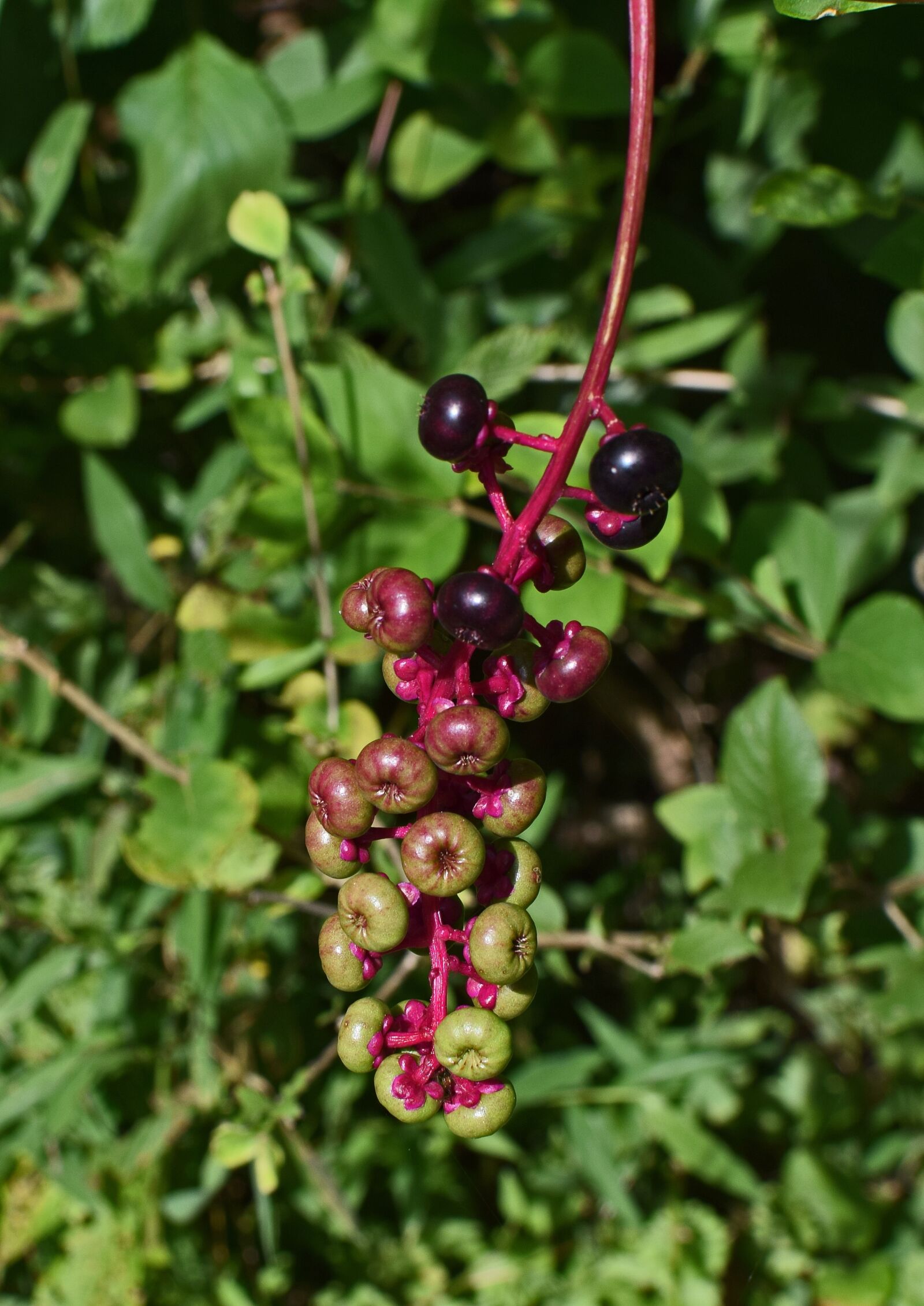 Nikon D3300 sample photo. Ripening pokeweed berries, berries photography