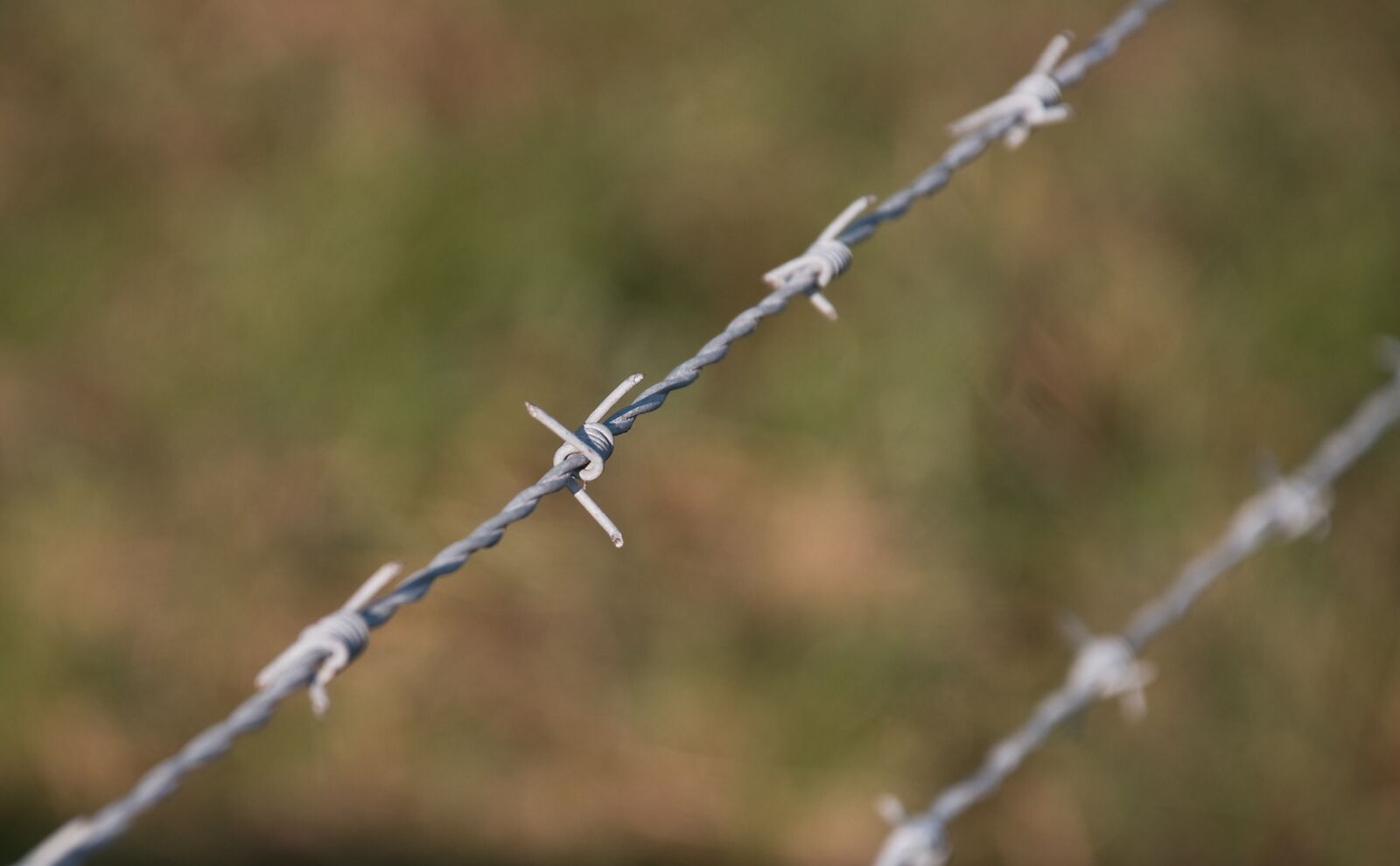 Nikon D80 sample photo. Barbed wire, dangerous, pointed photography