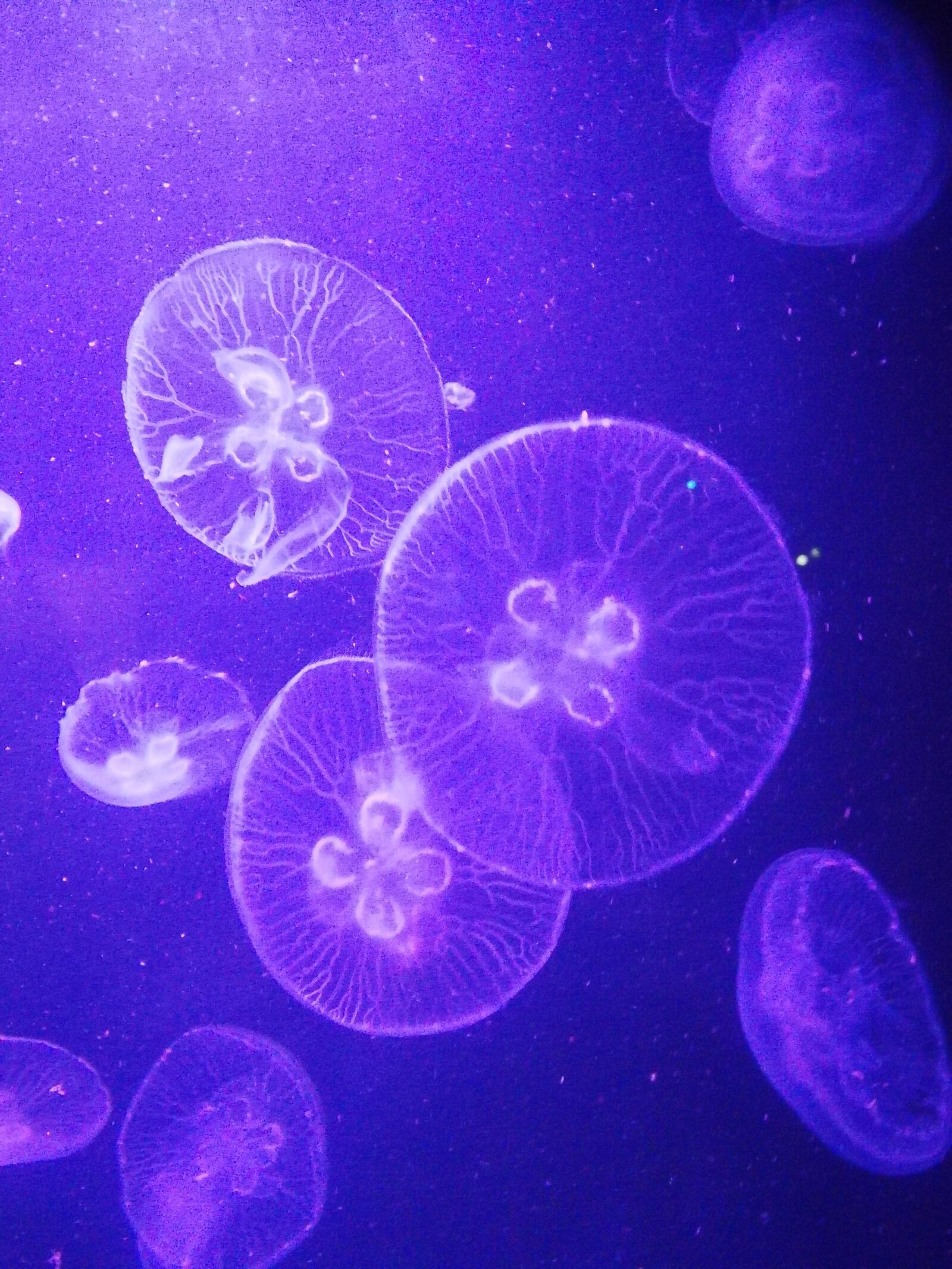 HUAWEI P10 sample photo. Jellyfish, sea, blue photography