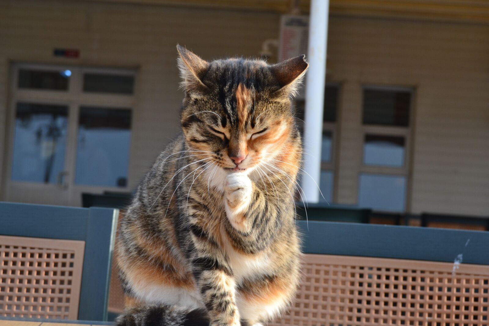 Nikon D3100 sample photo. Cat, pet, feline photography