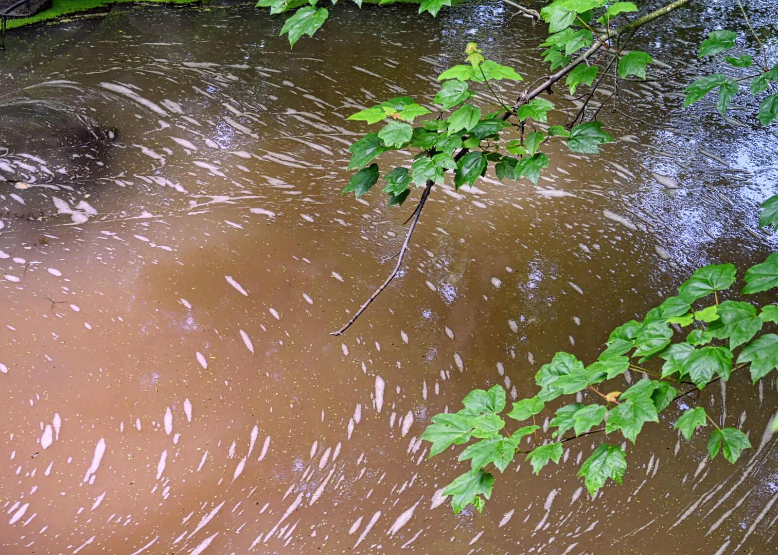 Nikon D3300 sample photo. Environment, marsh, water photography