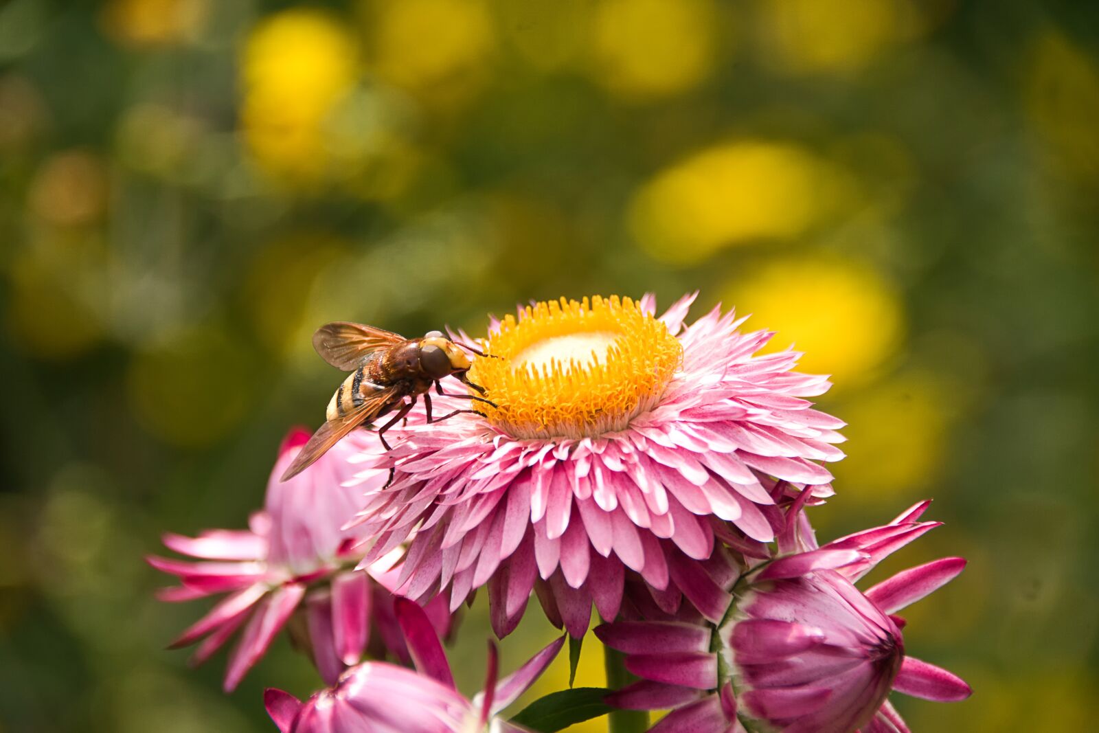 Sony ILCA-77M2 sample photo. Aster, insect, close up photography