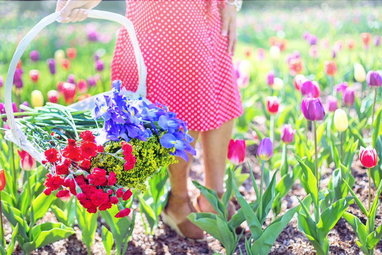 Canon EF 50mm F1.4 USM sample photo. Garden, gardening, flowers photography