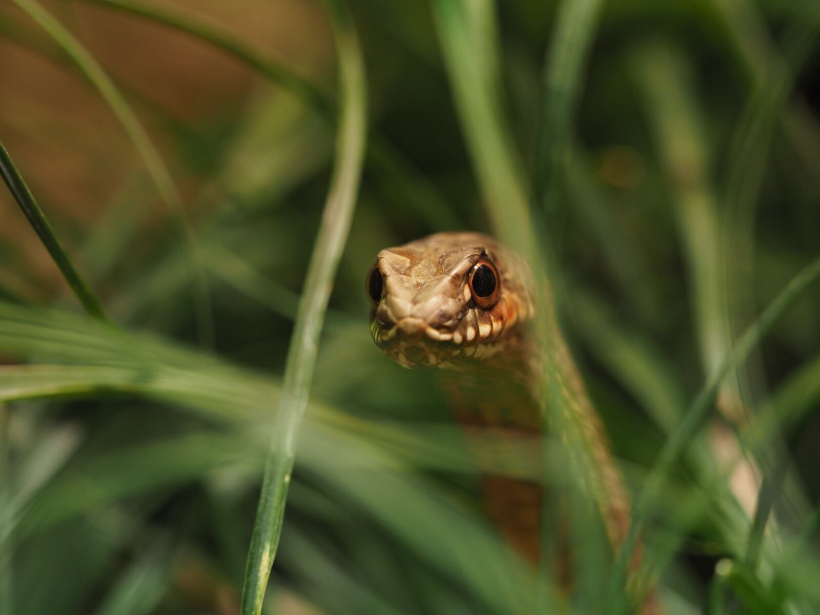 Olympus OM-D E-M1 Mark II + Olympus M.Zuiko Digital ED 40-150mm F2.8 Pro sample photo. Animal, snake, reptile photography