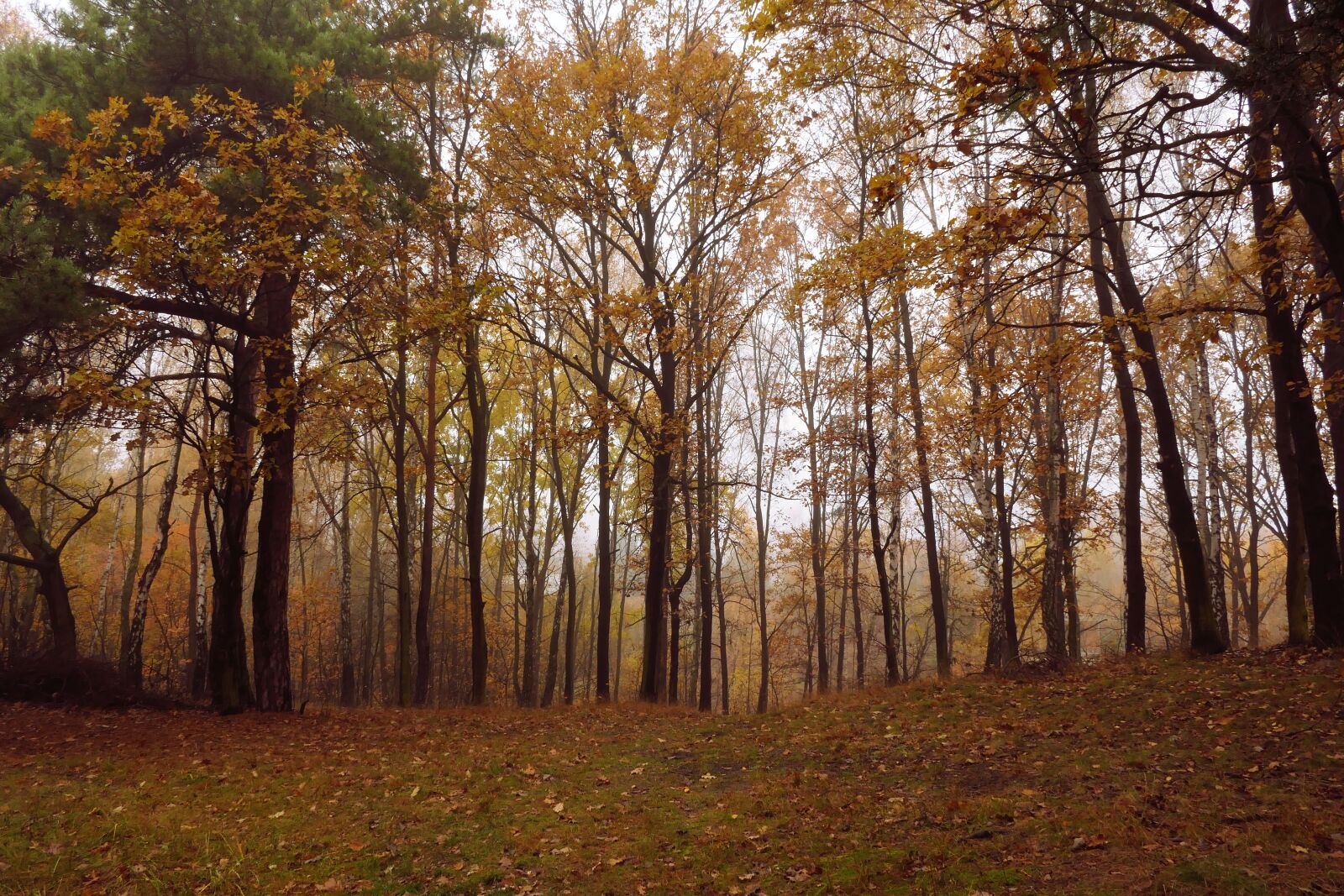 Panasonic Lumix DMC-FZ2500 (Lumix DMC-FZ2000) sample photo. Forest, autumn, landscape photography