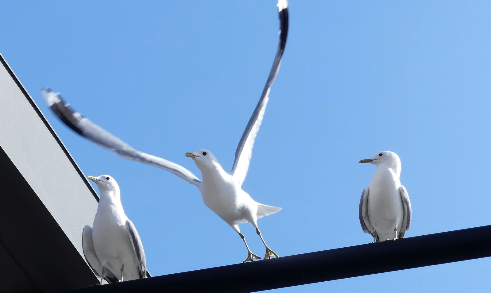 Panasonic Lumix DMC-FZ300 sample photo. Seagull, bird, animal world photography