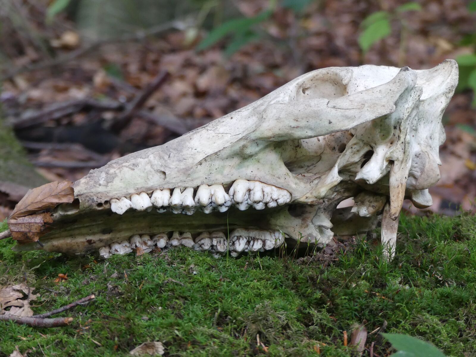 Panasonic Lumix DMC-FZ300 sample photo. Skull, bone, moss photography