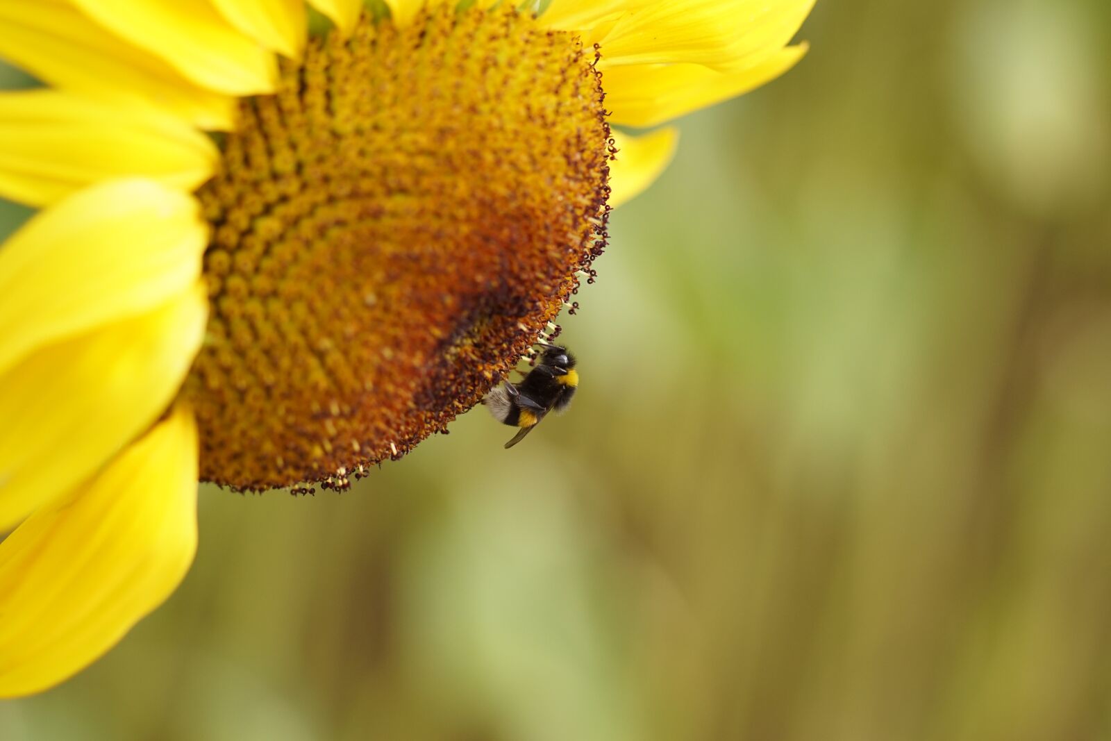 Sony SLT-A68 sample photo. Sunflower, yellow, bee photography