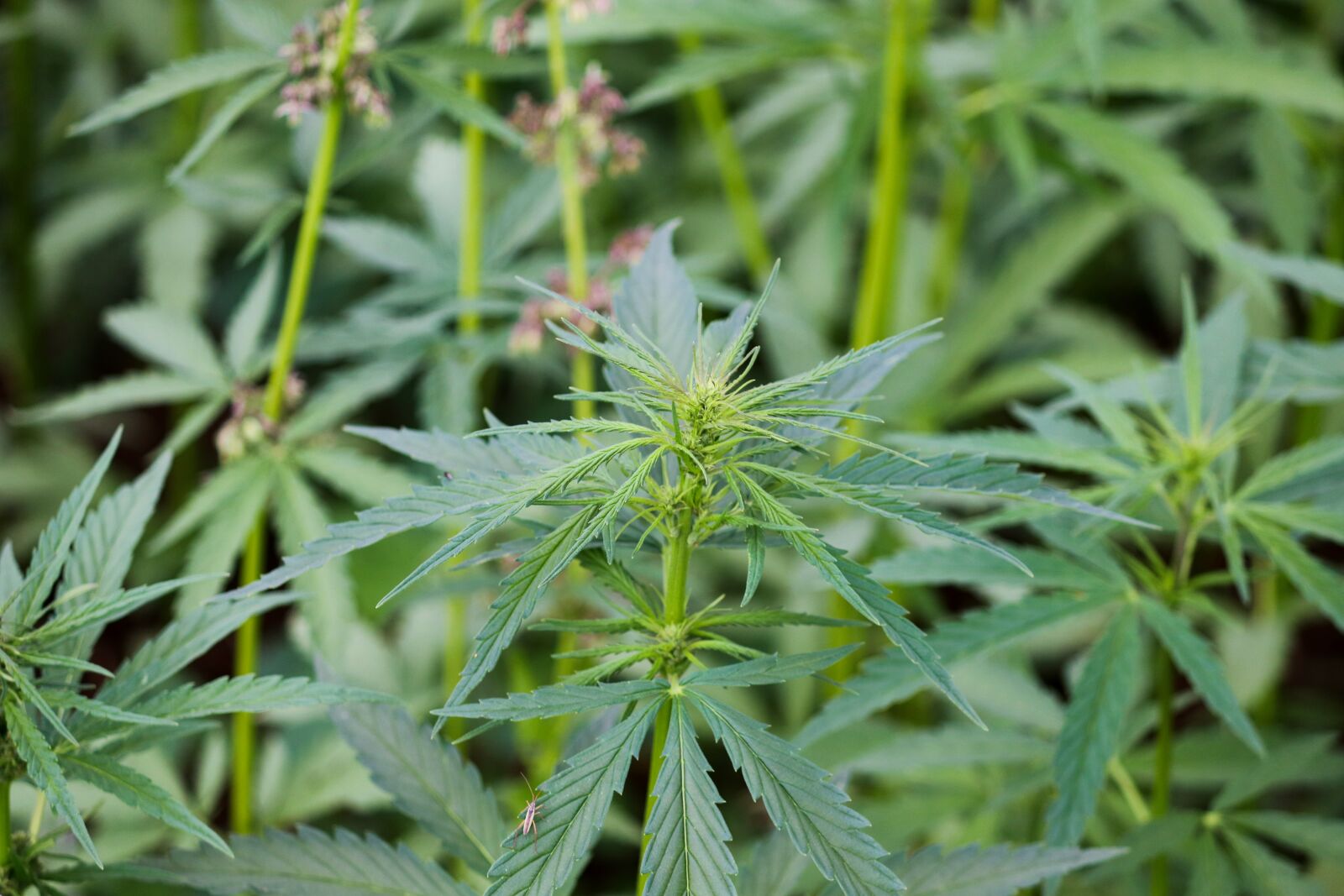 Canon EOS 200D (EOS Rebel SL2 / EOS Kiss X9) sample photo. Hemp, hemp leaves, cannabis photography