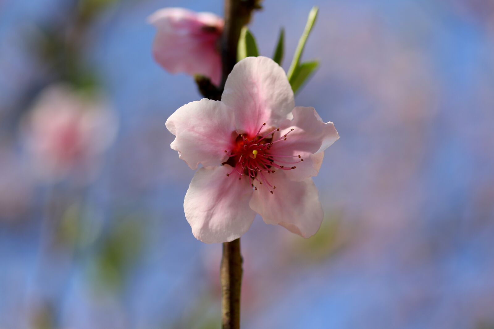 Canon EF-S 60mm F2.8 Macro USM sample photo. Flowers, red, casey photography