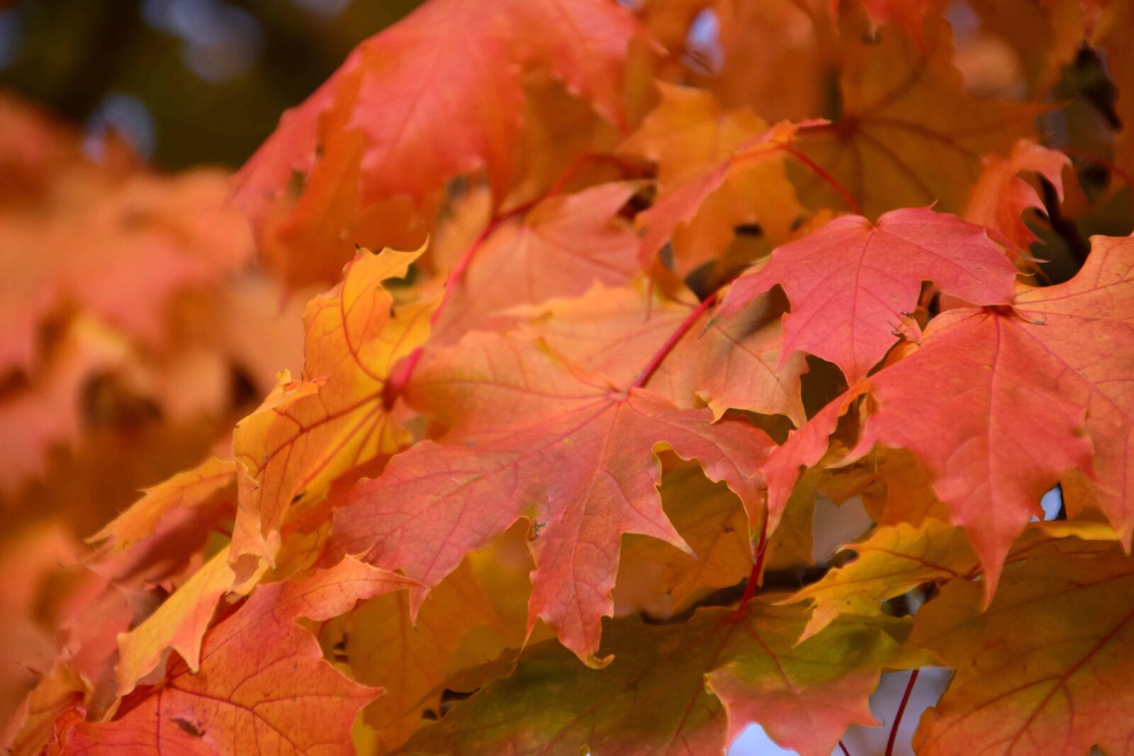 Nikon D3300 sample photo. Nature, leaf, flora, red photography