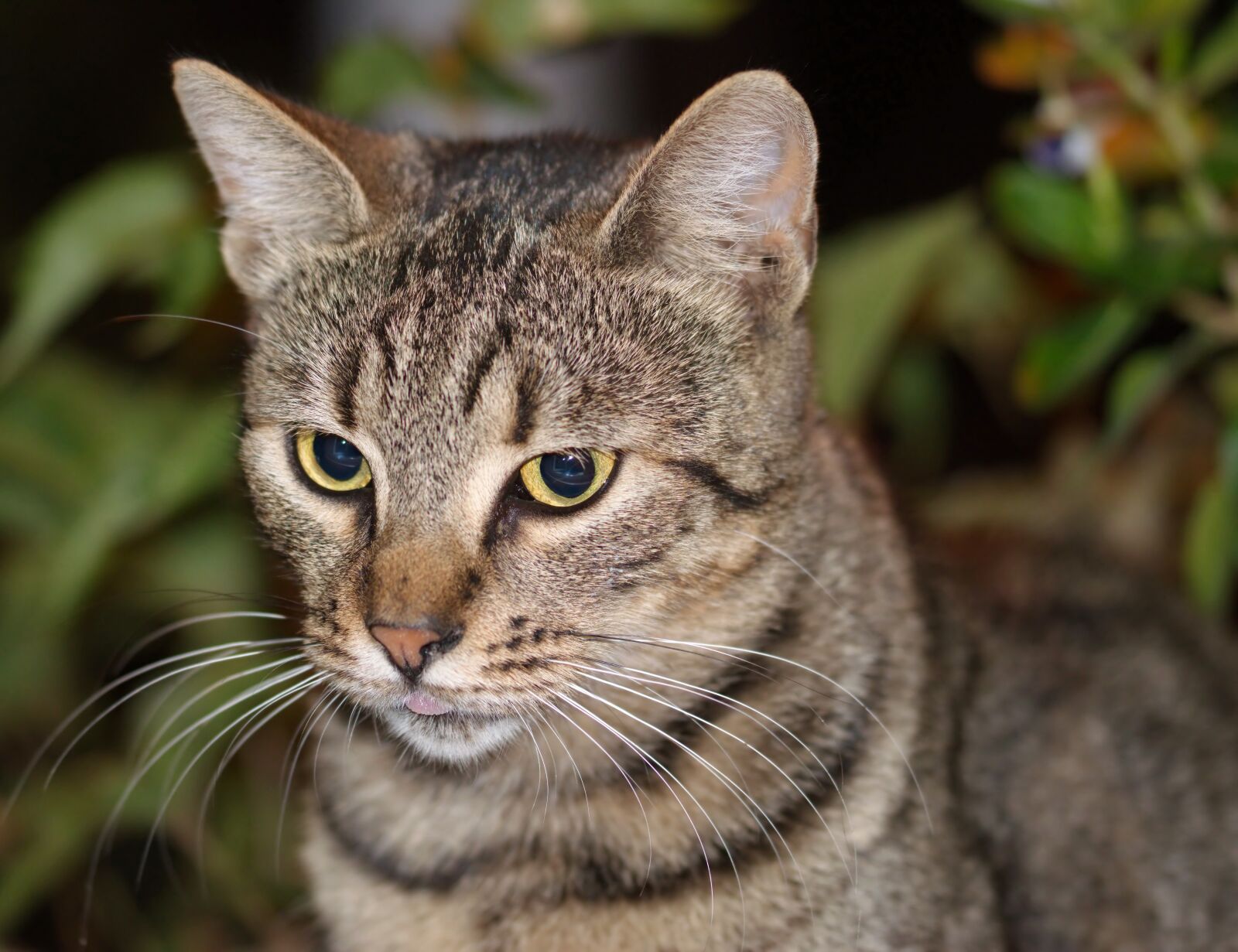 Nikon D5300 sample photo. Cat, pet, mammalian photography