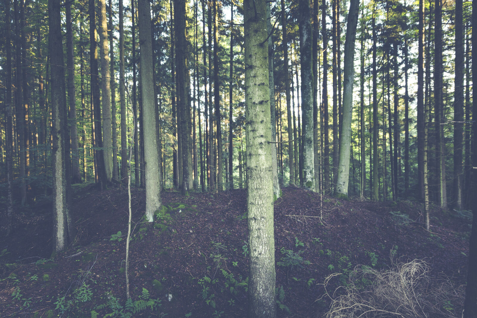 Canon EF 24-70mm F2.8L II USM sample photo. Nature, forest, trees, outdoors photography
